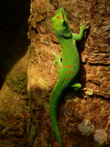 Gecko