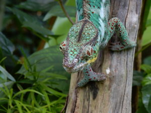 Chameleon